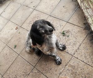 itler doberman: 2 года, Самка, С прививками, Самовывоз