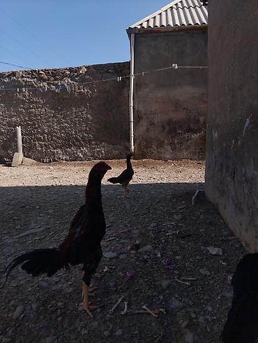 vendam kendi: Toyuq cücələri, Damazlıq — 1