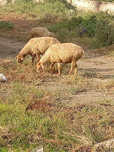 keci: Boğaz qoyunlar satılır. Əlavə məlumat üçün zəng et 3 boğaz — 1