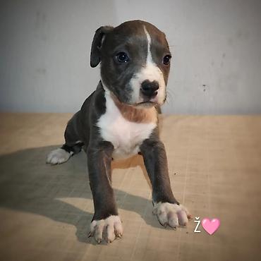 Dogs: Stenci pitbula ostenjeni 05.08. Primili prvu vakcinu kao i preventivu — 5
