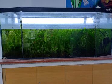 хомяк цена бишкек: Продаются 2 аквариума со всём содержимым: рыбки, растения, аквариумное
