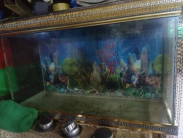 100 l akvarium: Salam. Akvarium satılır. Çok gözəl akvariumdu. Barter de olunur — 7