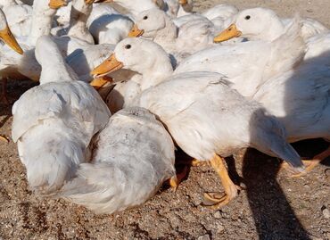 Ördəklər: Dişi, | Kuban, Ətlik, Ünvandan götürmə — 4