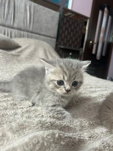 cins atlar: Yumşaq tüklü ev pişiyi balaları - Növ: Ev pişiyi balası (qısa — 7