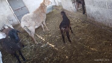 сколько стоит баран в таджикистане: Продаю | Овца (самка), Ягненок | Полукровка | Для разведения | Ягнившаяся
