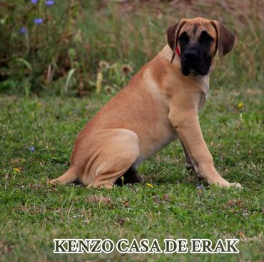 Psi: Štenci Presa Canario, ostenjeni 24.5.2023 godine. Kuba Kira je rođena — 13