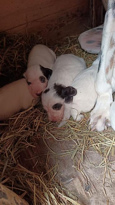 doberman satilir: Kurtxar, 1 ay, Erkək, Sənədli, Rayonlara çatdırılma — 3