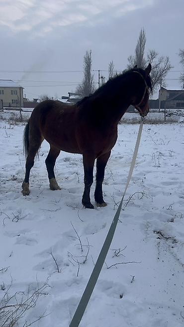 Лошади, кони: Продаю | Жеребец | Рабочий | Осеменитель — 3