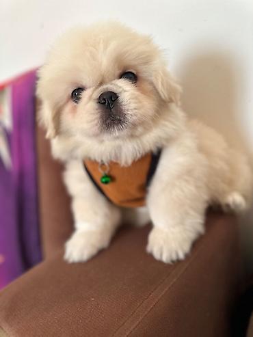 İtlər: Pekines, 1 ay, Erkek — 12