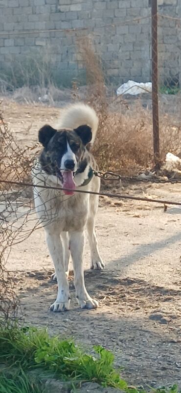 İtlər: Qurdbasar, 1 il, Erkek, Peyvəndli, Ödənişli çatdırılma — 2