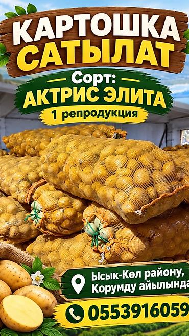 Картошка