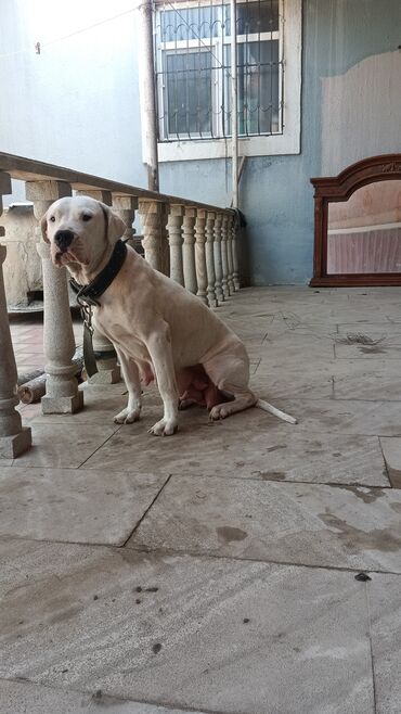 bull terier: Doq, 2 il, Dişi, Peyvəndli, Ödənişli çatdırılma, Ünvandan götürmə, Rayonlara çatdırılma
