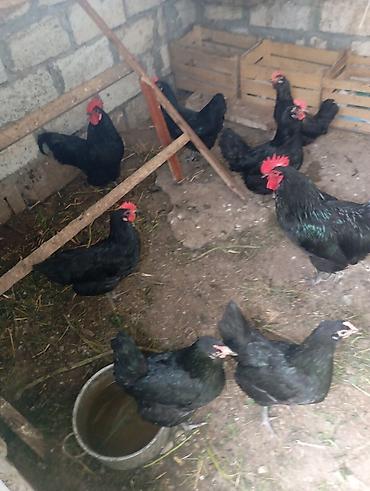 yerli toyuqlar: Toyuq, Australorp, Yumurtalıq, Ünvandan götürmə — 3