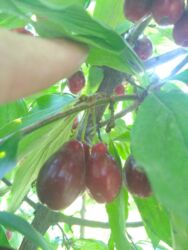 циркулярка цена в бишкеке: Zoğal tingleri 5 m ünvan Tovuz bəzi yerlərə də göndermek olar lalafo.az -da циркулярка цена в бишкеке: Zoğal tingleri 5 m ünvan Tovuz bəzi yerlərə də göndermek olar