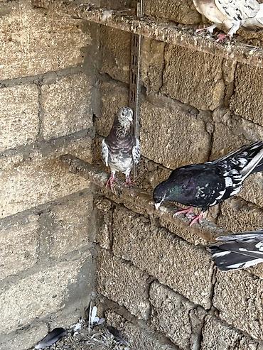 gəncə toyuq satan: Hamisi saglam heyvanlardi hec bir problemi yoxdu maraqlanan şexse — 2
