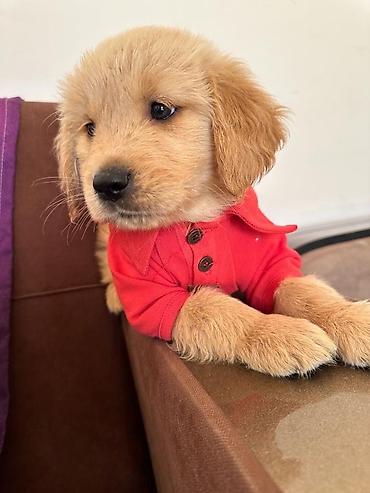 İtlər: Labrador-retriver, 1 ay, Erkek — 4