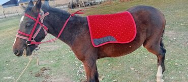 Лошади, кони: Продаю | Жеребенок | Рабочий at lalafo.kg — 9 Лошади, кони: Продаю | Жеребенок | Рабочий — 9