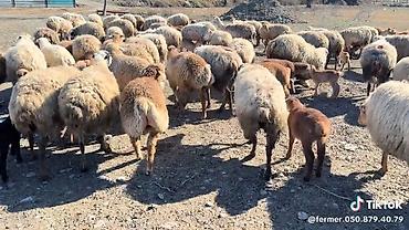 qoyun mal: Dişi, il: 1, Damazlıq, Pulsuz çatdırılma — 3