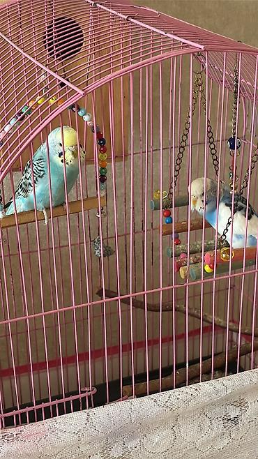 dalmatin satilir: Növbənazir (dalmatin) rəng keçidli dalğıç büdcət (papuqay) – — 4
