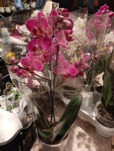 Ostale kućne biljke: Orhideje 1250 dinara. Slanje poštom