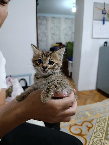 котята сиамской кошки: Котята — очаровательные малыши с разными окрасами. отдам добрые руки — 7