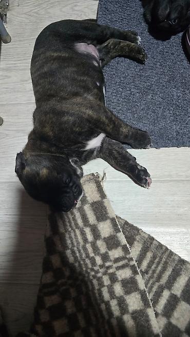 Продажа собак: Щенки метисы (короткошёрстные, тигровый и чёрный окрасы) смесь питбуль — 3