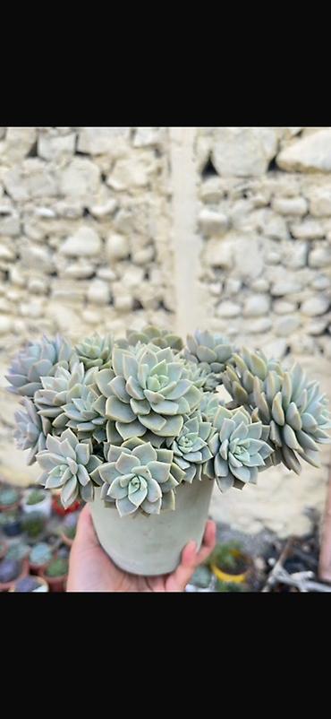zire bitkisi: Succulent – Echeveria (çoxgüllü, saksıda) - Növ: Echeveria (rozet — 1