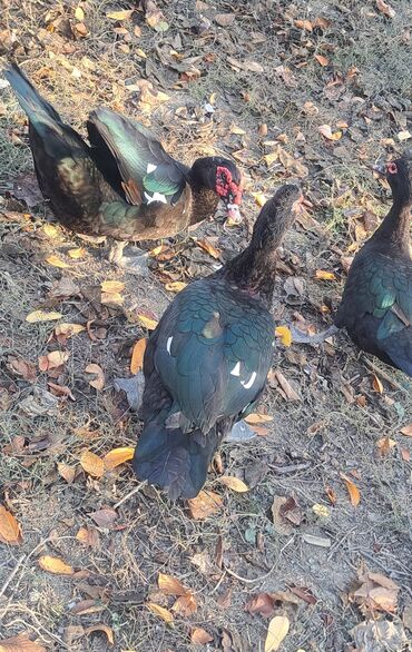 Ördəklər: Dişi, | Macar, Damazlıq, Pulsuz çatdırılma — 20