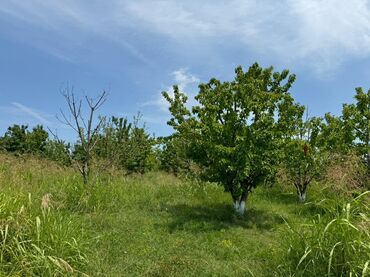Torpaq sahələrinin satışı: 285 sot, Kənd təsərrüfatı, Mülkiyyətçi, Kupça (Çıxarış) — 4