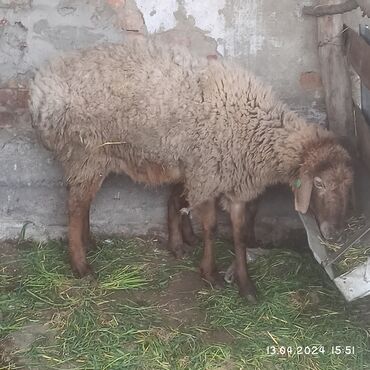 стрижка овец сокулук: Продаю | Овца (самка), Ягненок | Арашан | Ягнившаяся