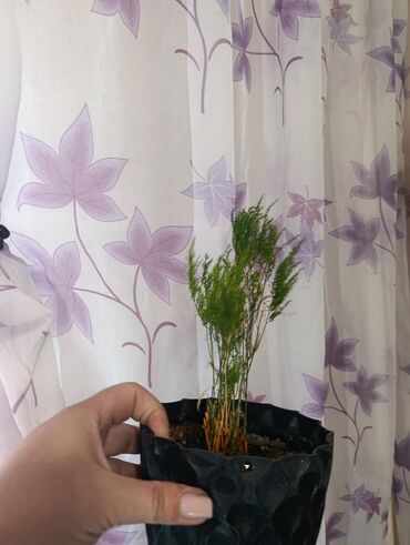 Другие комнатные растения: Аспарагус — изящное комнатное растение, известное своей воздушной и at lalafo.kg — 6 Другие комнатные растения: Аспарагус — изящное комнатное растение, известное своей воздушной и — 6