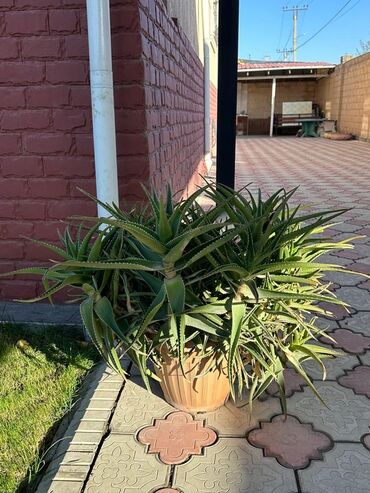 где купить алоэ вера: Продаю большое, здоровое алоэ 🌿 Крепкое растение, отлично приживается lalafo.az -da где купить алоэ вера: Продаю большое, здоровое алоэ 🌿 Крепкое растение, отлично приживается