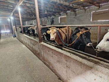 Коровы, быки: Продаю | Тёлка | Алатауская | На забой, Для разведения — 9