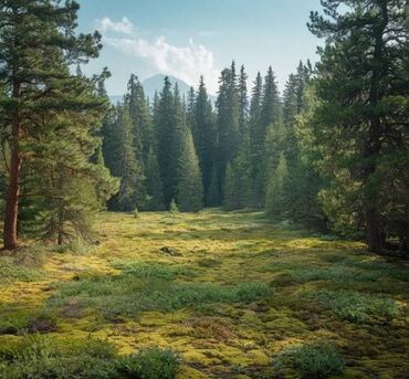 Prodaja zemljišta: 52 ares, Vlasnik — 13