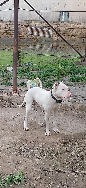 İtlər: Pitbul, 10 ay, Erkek, Peyvəndli — 5