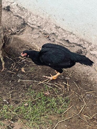 Cücələr: Toyuq cücələri, Damazlıq — 1