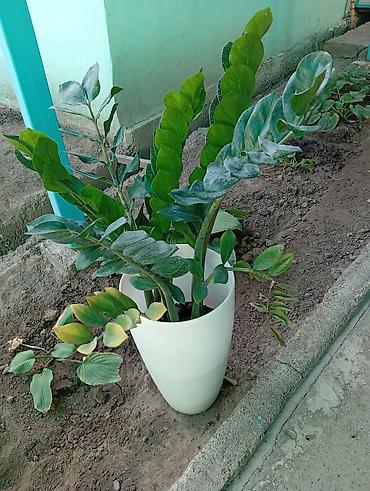 куплю деревья: Замиокулькас (долларовое дерево) в высоком белом кашпо - Крупное — 1