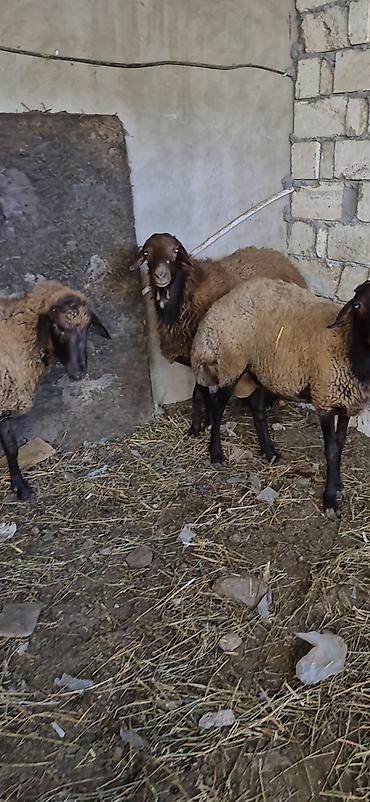 3 eded qoçlar cavan heyvanlardi 1inin 1yaşi olub qalanlari cavandi lalafo.az -da 3 eded qoçlar cavan heyvanlardi 1inin 1yaşi olub qalanlari cavandi