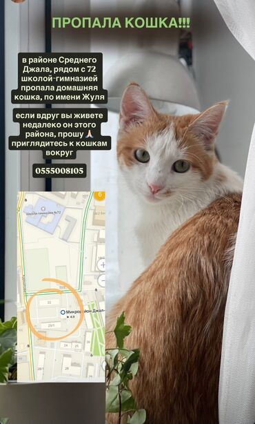 объявления о пропаже животных: Пропала : Беспородная, Девочка, Рыжий