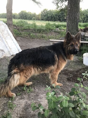 Собаки: Продаю немецкую овчарку чистокровная СРОЧНО девочка 3 года привита
