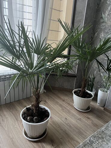 пальма цена: Продаю пальму 1,3 -1,5 метра Неприхотливое растение толко умеренный