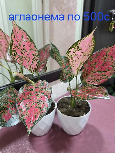 Декабристы: Декабристы (Schlumbergera) в горшках. - Окраска цветков: белая (на — 10