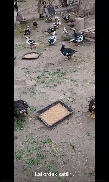 Məhsul: Lal ördək (Muscovy) Bərdə raionu sstilir Təsvir: - Təsərrüfat
