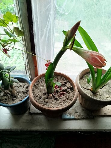алоэ растение: Продаю комнатные цветы : 1) Амариллис -цена 300с, 2) Кактус