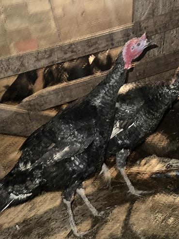 Индюки: Продаю | Индюшка (самка), Индюк (самец), Индюшата | Черный принц, Северокавказская | На забой, Для разведения | Племенные — 5
