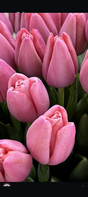 Букеты из живых цветов: Тюльпаны с тепличной выгонки — оптом и для флористов. - Ассортимент — 7