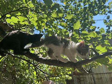 Животные: Котята домашние, игривые и любопытные. На фото — два малыша: - черный — 1