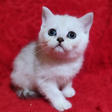 шотландская прямоухая кошка: Продаётся шотландский котенок -серебристая шиншилла,1,5
