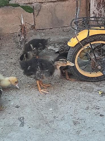 qara avstralorp: Ördək balaları – qarışıq rəngli (qara-boz və açıq sarı) 20.gunlul — 1