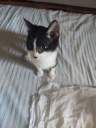 документы на машины: Добрый день отдам котят даром в добрые руки